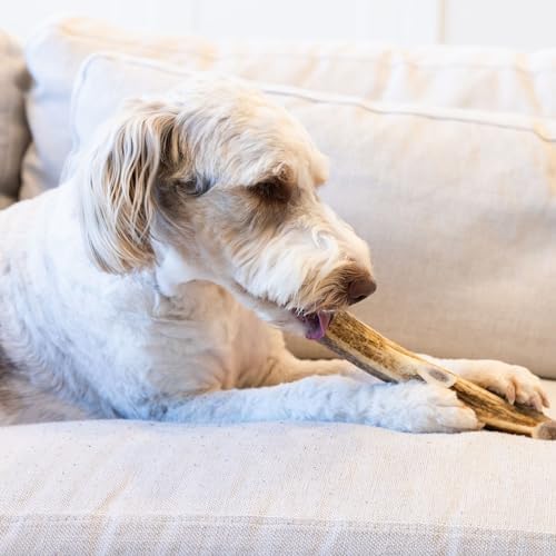 Good Trouble Premium Elk Antlers for Medium Dogs – 1 Pack Whole - Shed Antler Chews for Dental Health & Calming- Durable Dog Bones for Aggressive Chewers - Cruelty-Free, North American Sourced