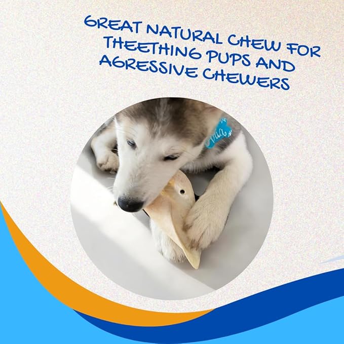 Brazilian Pet 100% Natural Real Cow Ears (50 Pack) Prime Dog Chews, Over 5 inches Free Range Grass Fed Cattle, No additives, Chemicals or Hormones