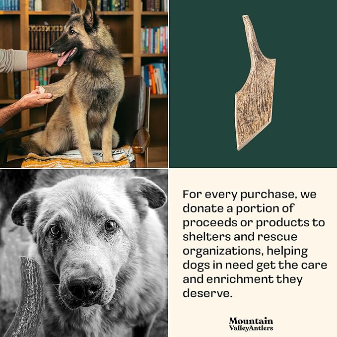 Wild-Foraged, Naturally Shed Antlers for Dogs – 100% Natural & Organic, Mess-Free Chew for Aggressive Chewers, Rich in Minerals Moose Antler, Large(1 Pack)