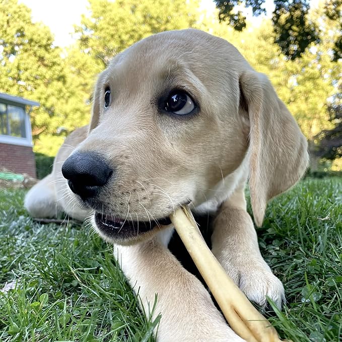 Best Bully Sticks Cheeky Beef Treats - 6 Inch 20 Count (Pack of 1) - Single Ingredient, 100% Grass-Fed, USA Packed, Long-Lasting, Odor Free Alternative to Bully Sticks
