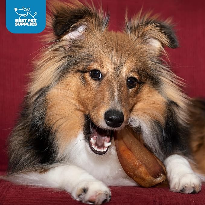 Best Pet Supplies GigaBite Roasted Pig Ears for Dogs - Natural Dog Chews, Roasted Pigs Ears, Safe for Puppies and Aggressive Chewers, Cleans Teeth and Gums - Pack of 12