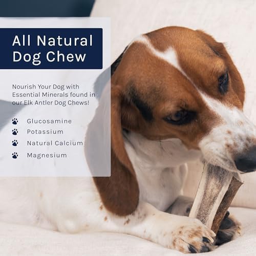 Good Trouble Premium Elk Antlers for Medium Dogs – 2 Pack Whole - All-Natural, Shed Antler Chews for Dental Health & Calming - Durable Dog Bones - Cruelty-Free, North American Sourced