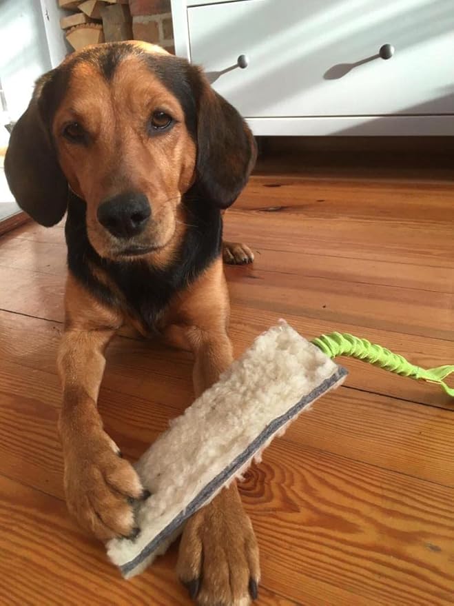 Dingo Woolen 2pack Interactive tug Toys for Dog, Colorful Handle with Bungee Shock Absorber, Natural Soft Toy, for Small Medium and Large Dog’s Breed - tug of war, Agility and Motivation Z30003