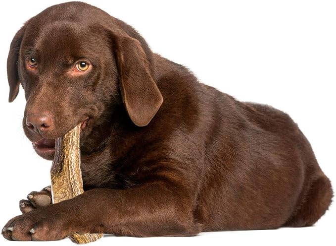 Elk Antlers for Dogs - X Large (XL) 7 to 8 Inch Antler Dog Chew, Whole - USA Made All Natural Elk Dog Chews - Long Lasting Durable Chew Toys for Aggressive Chewers