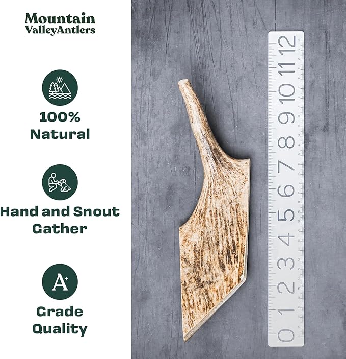 Wild-Foraged, Naturally Shed Antlers for Dogs – 100% Natural & Organic, Mess-Free Chew for Aggressive Chewers, Rich in Minerals Moose Antler, Large(1 Pack)