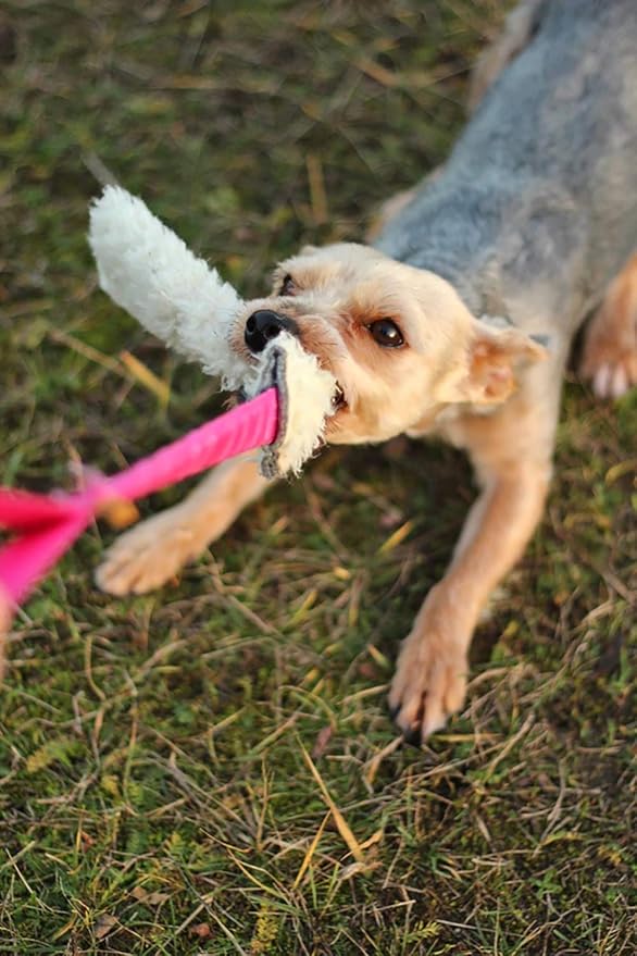 Dingo Woolen 2pack Interactive tug Toys for Dog, Colorful Handle with Bungee Shock Absorber, Natural Soft Toy, for Small Medium and Large Dog’s Breed - tug of war, Agility and Motivation Z30003