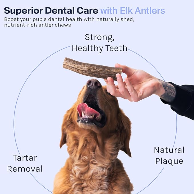 Good Trouble Premium Elk Antlers for Small Dogs – 1 Pack Split - All-Natural, Shed Antler Chews for Dental Health & Calming - Durable Dog Bones - Cruelty-Free, North American Sourced