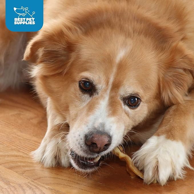 GigaBite Roasted Pig Ears for Dogs, Natural and Healthy Chews, Treats in Whole, Slices, or Sticks, Safe for Puppies and Aggressive Chewers, Clean Teeth and Gums - 2.2 pounds