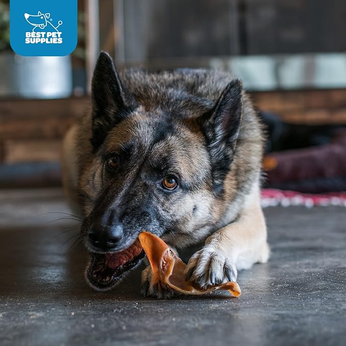 Best Pet Supplies GigaBite Roasted Pig Ears for Dogs - Natural Dog Chews, Roasted Pigs Ears, Safe for Puppies and Aggressive Chewers, Cleans Teeth and Gums - Pack of 40