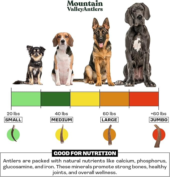 Wild-Foraged, Naturally Shed Antlers for Dogs – 100% Natural & Organic, Mess-Free Chew for Aggressive Chewers, Rich in Minerals Moose Antler, Large(1 Pack)