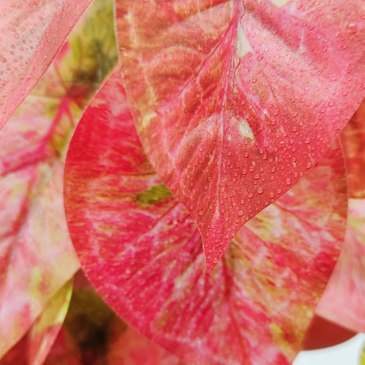 2 Pack Reptile Plants for Terrarium Decor, Amphibian Habitat Decor, Reptile Tank Accessories, Artificial Hanging Plants with Suction Cup (Red Arrowhead)