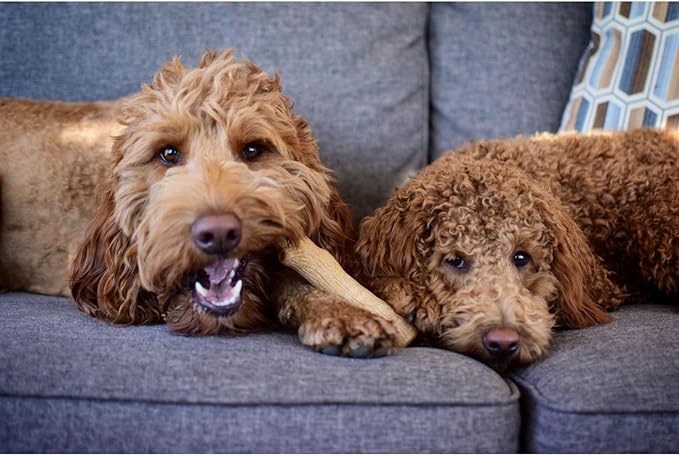 Petstages Dogwood Durable Dog Chew Toy, Small - Long Lasting Chew Stick Made with Real Wood - USA Made, S