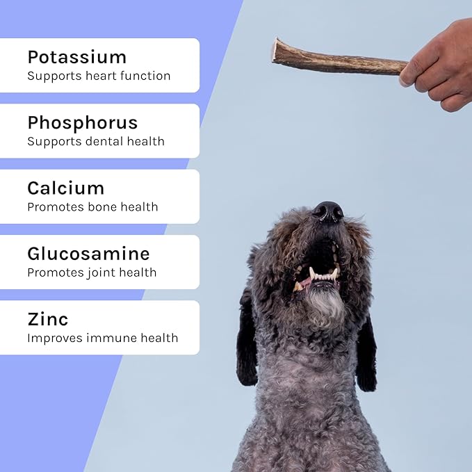 Good Trouble Premium Elk Antlers for Large Dogs – 1 Pack Whole - Shed Antler Chews for Dental Health & Calming - Durable Dog Bones for Aggressive Chewers - Cruelty-Free, North American Sourced