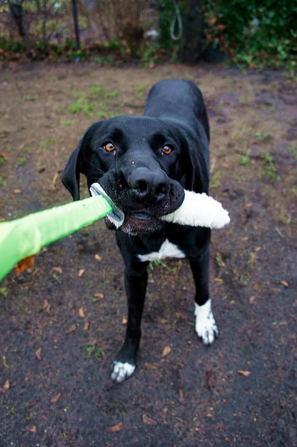 Dingo Woolen 2pack Interactive tug Toys for Dog, Colorful Handle with Bungee Shock Absorber, Natural Soft Toy, for Small Medium and Large Dog’s Breed - tug of war, Agility and Motivation Z30003
