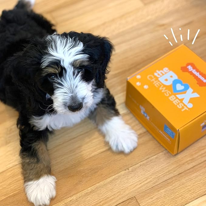 Nylabone Puppy Gift Box, Includes 3 Strong Puppy Chew Toys and 1 Natural Treat Bone for Puppies, Gifts for Puppies, Small Dogs - Up to 25 lbs., 4 Pack