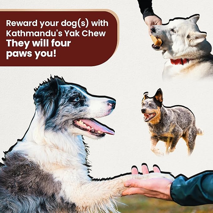 Authentic Himalayan Yak Cheese for Dogs - Small (Pack of 10) - Sourced from Pristine Himalayan Foothill, Rawhide-Free, NO preservatives