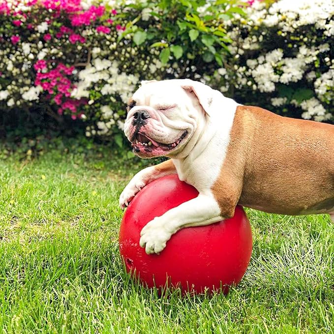 Jolly Pets Push-n-Play Ball Dog Toy, 10 Inches/Large, Red (310 RD)