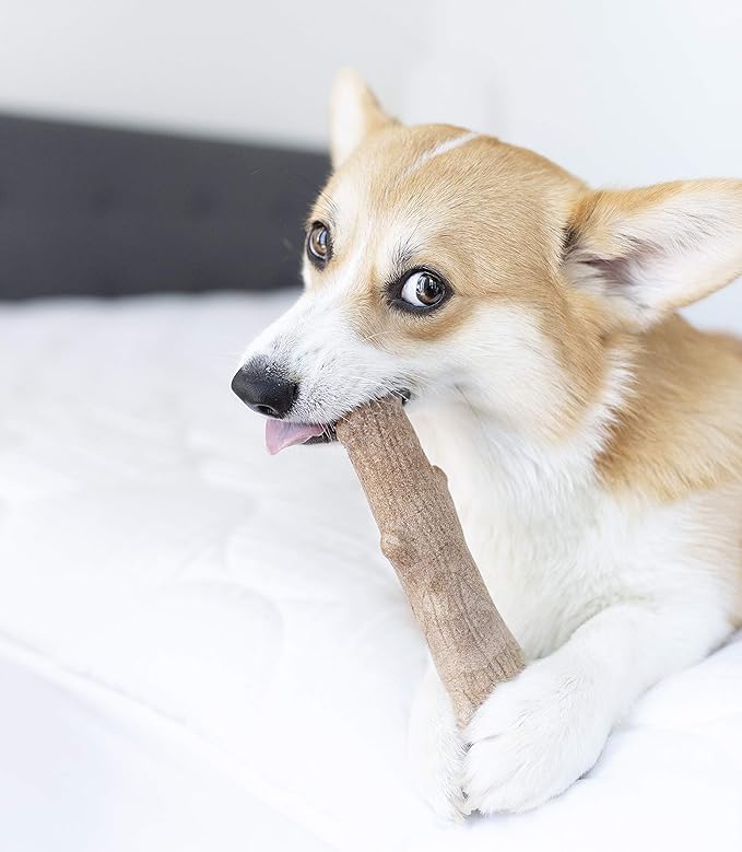 Petstages Dogwood Durable Dog Chew Toy, Medium - Long Lasting Chew Stick Made with Real Wood - USA Made, M