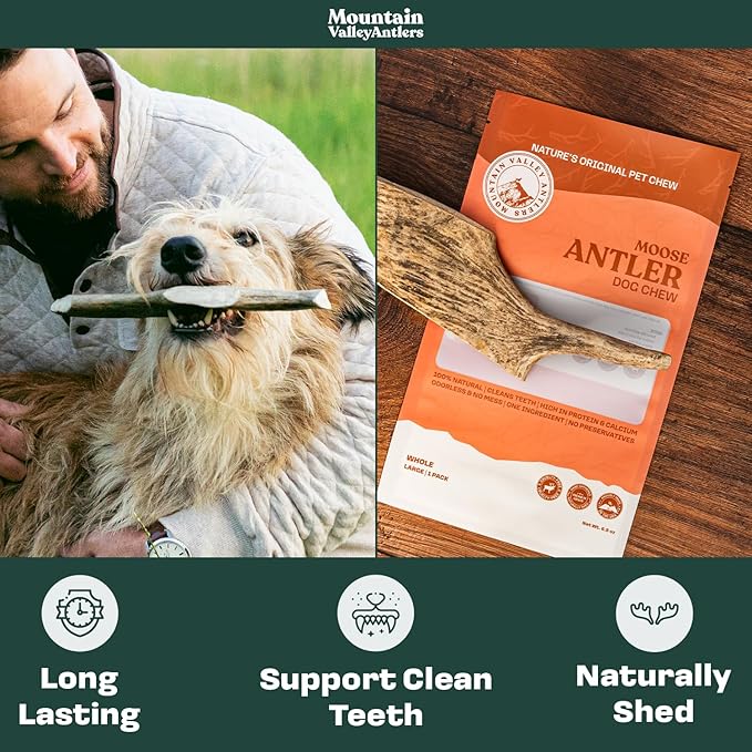Wild-Foraged, Naturally Shed Antlers for Dogs – 100% Natural & Organic, Mess-Free Chew for Aggressive Chewers, Rich in Minerals Moose Antler, Large(1 Pack)