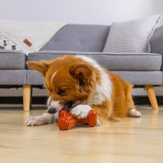 Outward Hound Dogwood Hold & Chew Durable Dog Chew Toy, Beef Scent, Large