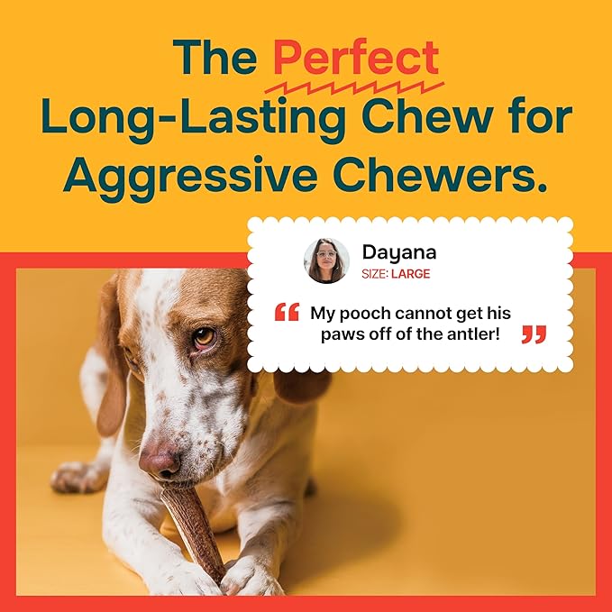 100% Natural - Elk Antlers for Dogs - Naturally Shed in USA - Long Lasting Chews for Aggressive Chewers - Natural, Real Dog Antler Treats & Toys - Dog Chews - No Odor & No Mess - Large