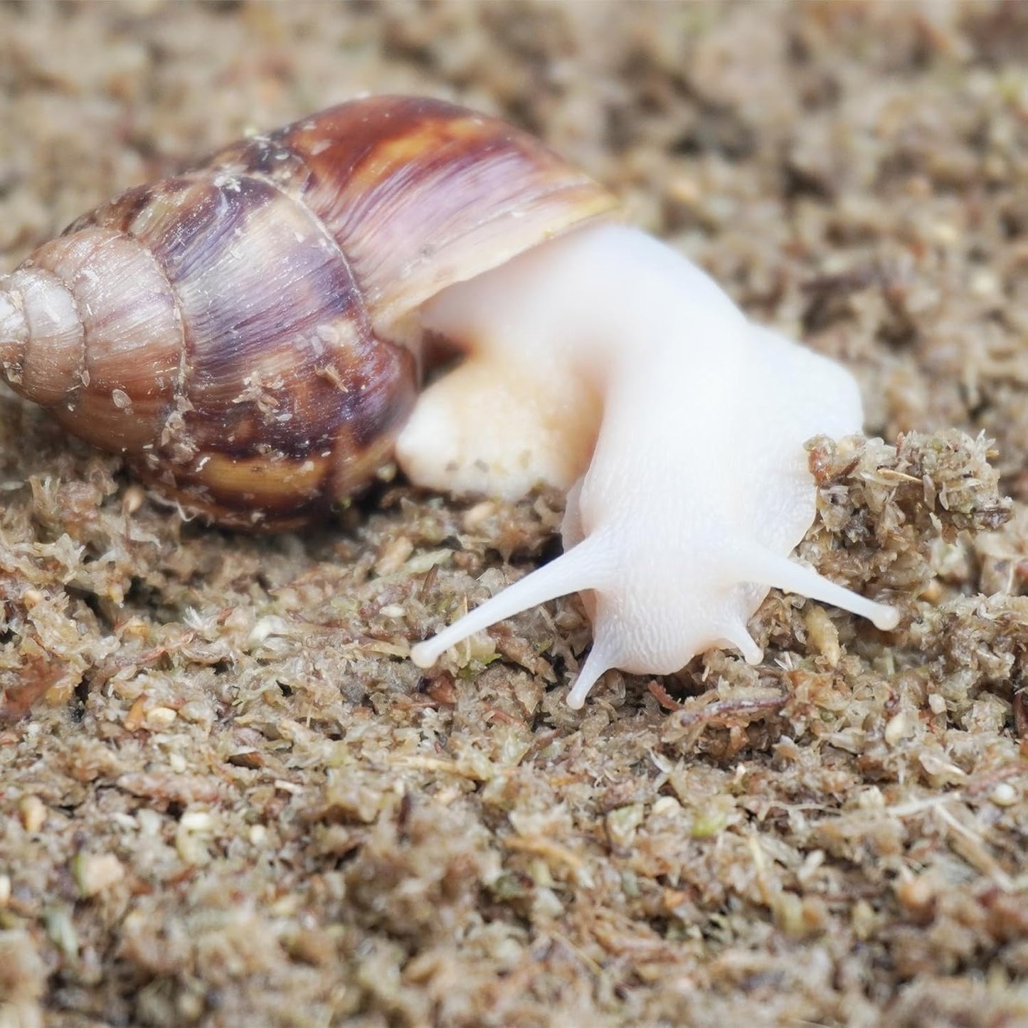 2 Quarts Organic Fiber Substrate for Pet Snail, Ideal Snail Terrarium Accessories for Retains Moisture