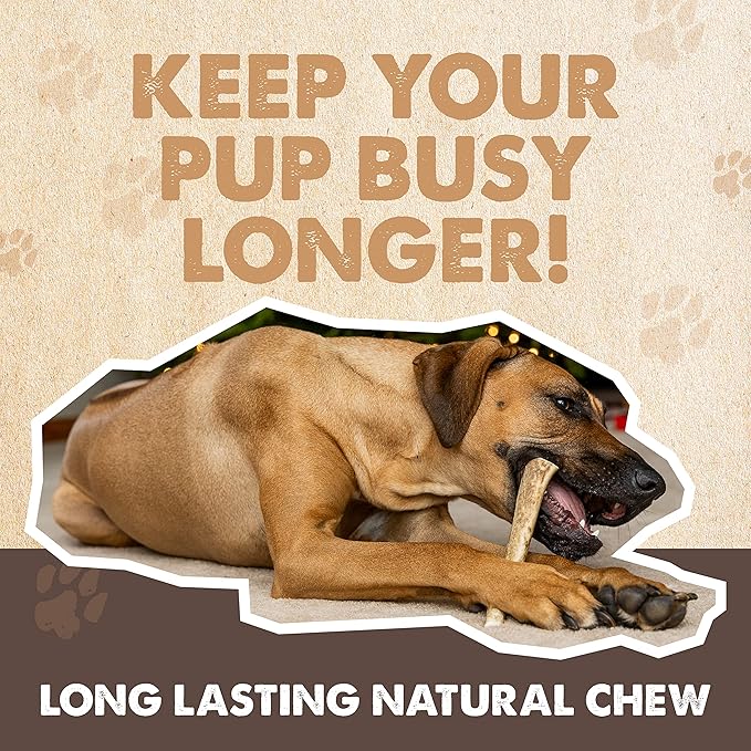 Mighty Paw Split Elk Antlers for Dogs (Sourced in The USA) | 2 Whole Medium 6"+ Long Lasting Bones for Aggressive Chewers - Naturally Shed Split Deer Antler for Dogs - Low Odor Chews (Pack of 2)