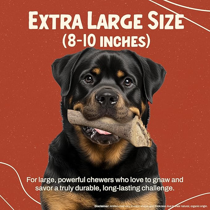 Heartland Elk Antlers for Dogs - Daily Dental Care Chews for Aggressive Chewers to Reduce Plaque & Prevent Destructive Behavior (Splinter Free, 8+", X-Large, 1-Pack, Grade A, USA Made)