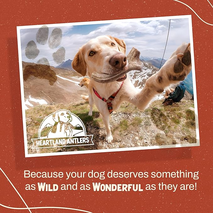 Heartland Elk Antlers for Dogs - Daily Dental Care Chews for Aggressive Chewers to Reduce Plaque & Prevent Destructive Behavior (Splinter Free, Whole, 7", Large, 1-Pack, Grade A, USA Made)