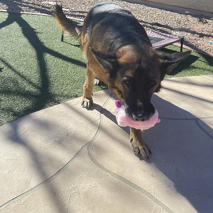 Jalousie 5 Pack Stuffingless Dog Squeaky Toys Dog Toy w/Durable Liner No Stuffing Dog Toy - Dog Toys Crinkle Paper Squeaker Toy for Medium Large Dogs (5 Pack Bungee Body Stuffingless Crinkle Paper)