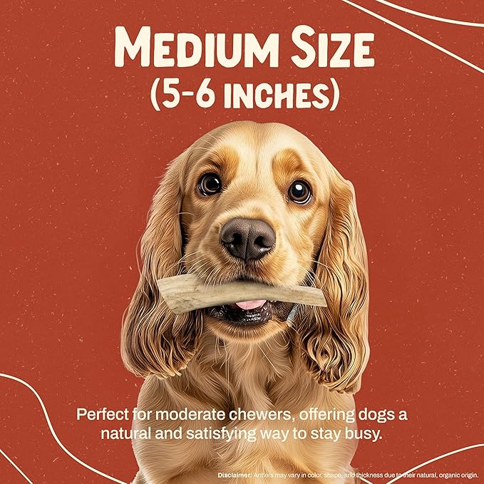 Heartland Elk Antlers for Dogs - Daily Dental Care Chews for Aggressive Chewers to Reduce Plaque & Prevent Destructive Behavior (Whole, Splinter Free, 5-6", Medium, 2-Pack, Grade A, USA Made)