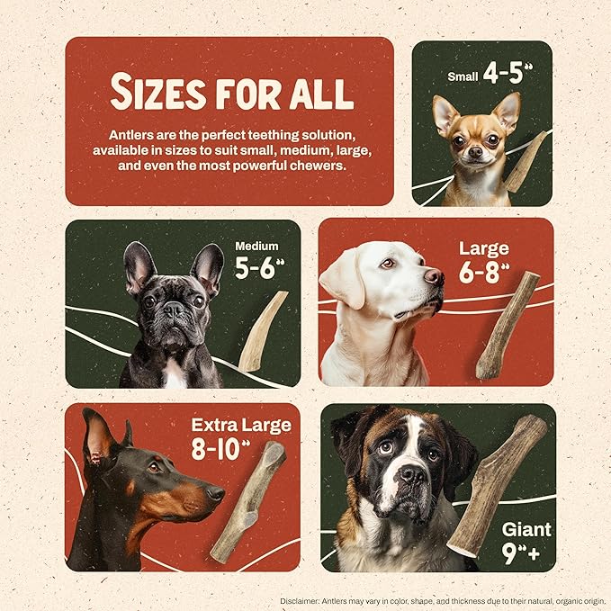 Heartland Elk Antlers for Dogs - Daily Dental Care Chews for Aggressive Chewers to Reduce Plaque & Prevent Destructive Behavior (Whole, Splinter Free, 5-6", Medium, 2-Pack, Grade A, USA Made)