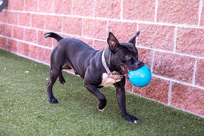 Jolly Pets Medium Soccer Ball Floating-Bouncing Dog Toy, 6 inch Diameter, Ocean Blue