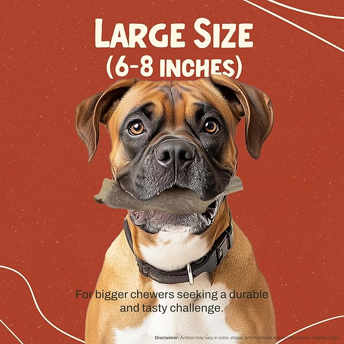 Heartland Elk Antlers for Dogs - Daily Dental Care Chews for Aggressive Chewers to Reduce Plaque & Prevent Destructive Behavior (Splinter Free, 7", Large, 1-Pack, Grade A, USA Made)