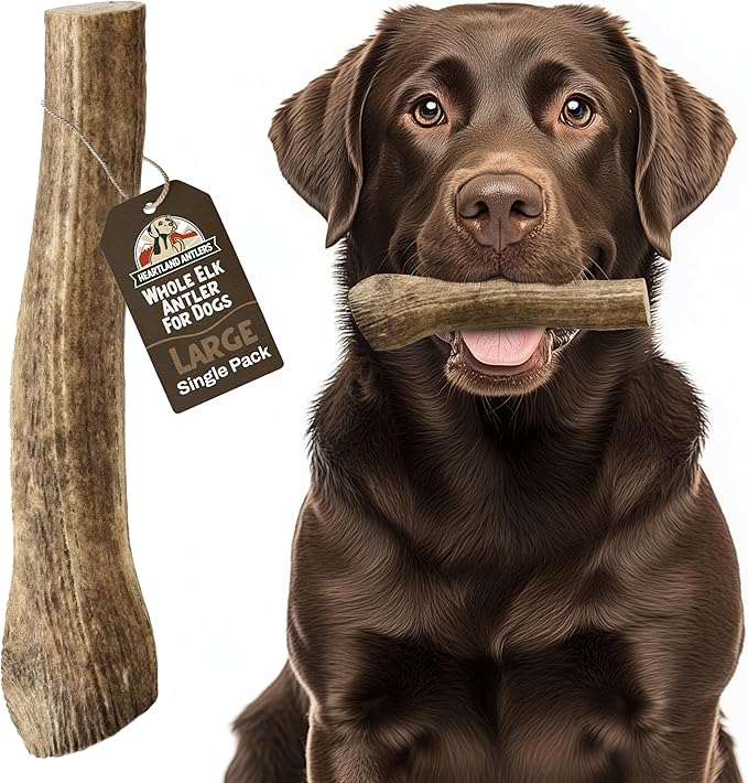 Heartland Elk Antlers for Dogs - Daily Dental Care Chews for Aggressive Chewers to Reduce Plaque & Prevent Destructive Behavior (Splinter Free, Whole, 7", Large, 1-Pack, Grade A, USA Made)