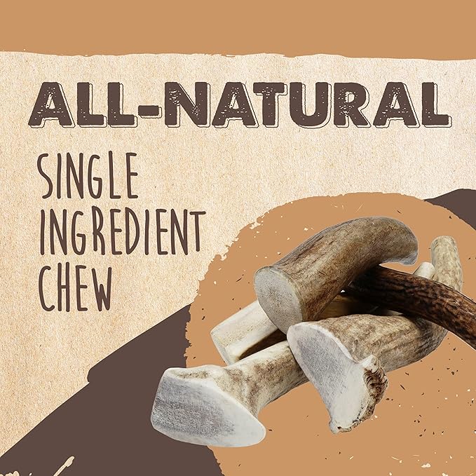 Mighty Paw Elk Antlers for Dogs | Large Size 8'' Premium Deer Antlers, Pets &Puppies. Long Lasting Aggressive Chewers. Dog Antler Chews for Large &XL Dog,1 Count (Pack of 1)