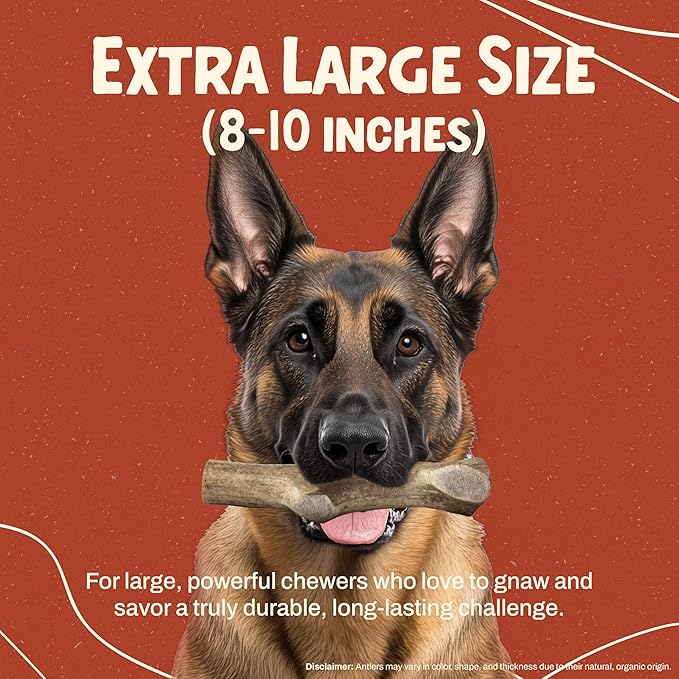 Heartland Elk Antlers for Dogs - Daily Dental Care Chews for Aggressive Chewers to Reduce Plaque & Prevent Destructive Behavior (Splinter Free, Whole, 8+", X-Large, 1-Pack, Grade A, USA Made)