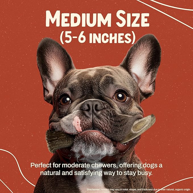 Heartland Deer Antlers for Dogs - Daily Dental Care Chews for Aggressive Chewers to Reduce Plaque & Prevent Destructive Behavior (Splinter Free, Medium, 5–6", 1-Pack, Grade A, USA Made)