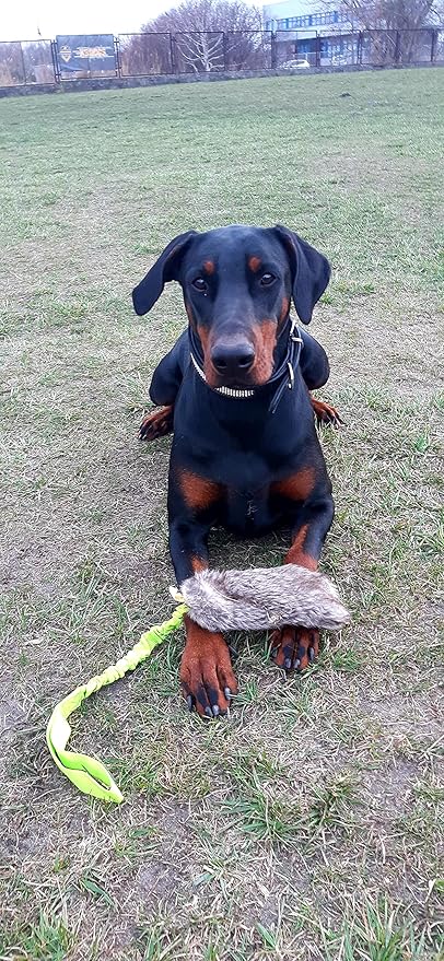 Dingo Tug Toys for Dog, Faux Fur Handle Bungee Agility Motivation Reward Z30021