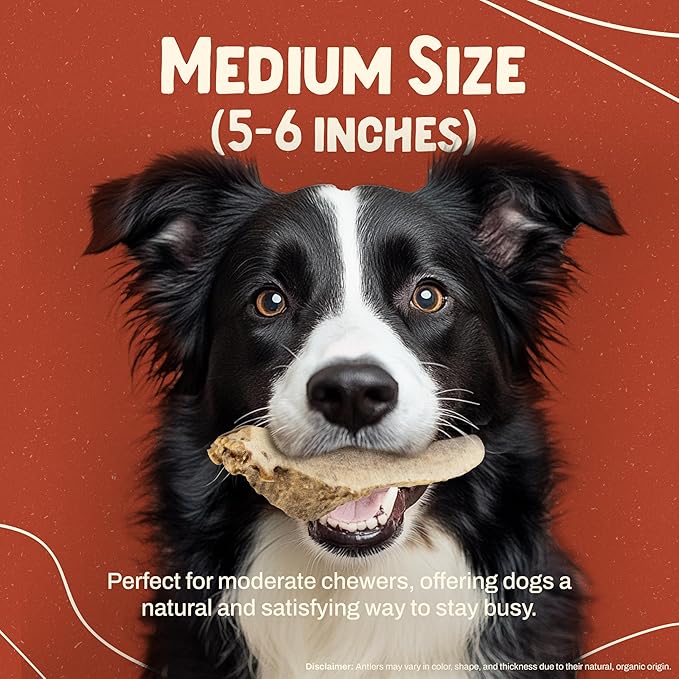 Heartland Elk Antlers for Dogs - Daily Dental Care Chews for Aggressive Chewers to Reduce Plaque & Prevent Destructive Behavior (Split, 5–6", Medium, 2-Pack, Grade A, USA Made)