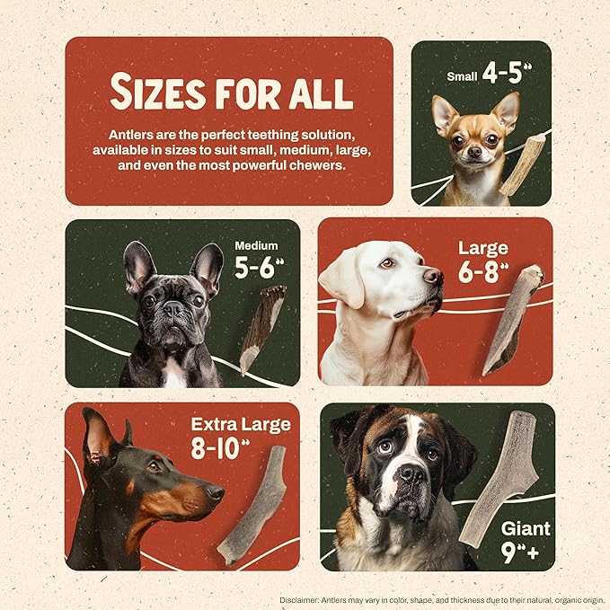 Heartland Elk Antlers for Dogs - Daily Dental Care Chews for Aggressive Chewers to Reduce Plaque & Prevent Destructive Behavior (Splinter Free, 7", Large, 1-Pack, Grade A, USA Made)