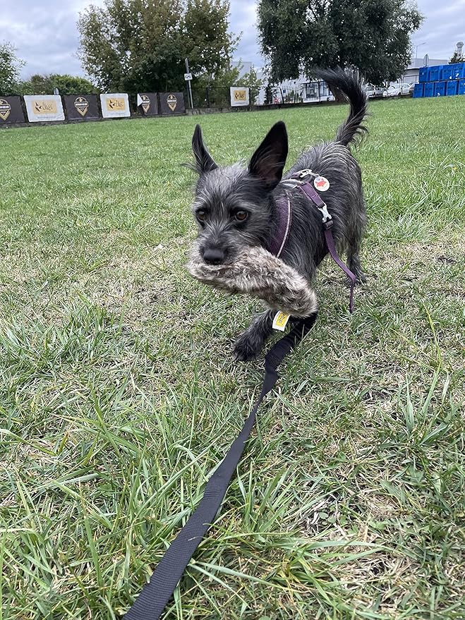 Dingo Tug Toys for Dog, Faux Fur Handle Bungee Agility Motivation Reward Z30021